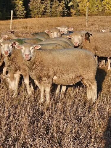 ILLE DE FRANCE EXPOSED EWE