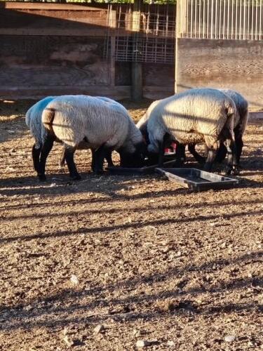 SUFFOLK EXPOSED EWE