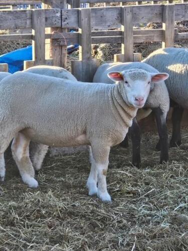 ILLE DE FRANCE EWE LAMB