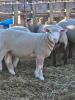 ILLE DE FRANCE EWE LAMB