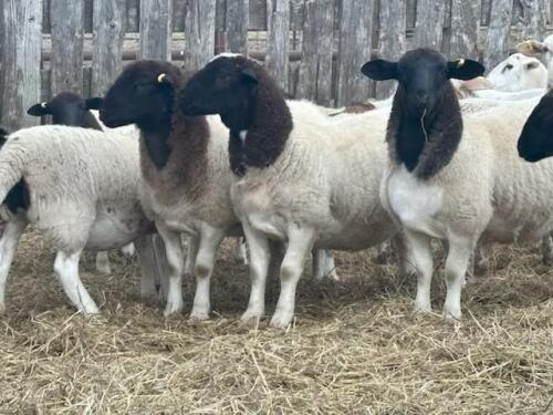 DORPER REPLACEMENT QUALITY EWE LAMB