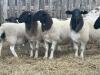 DORPER REPLACEMENT QUALITY EWE LAMB