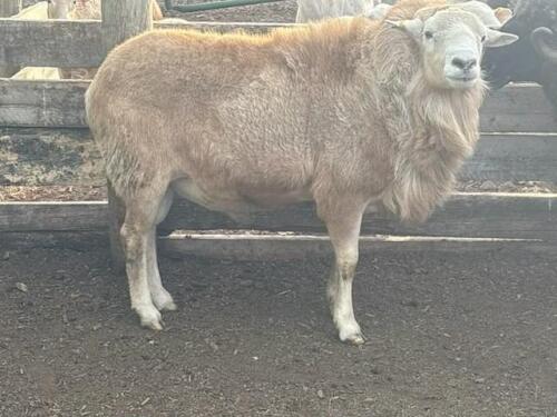 KATAHDIN RAM