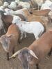 KATAHDIN YEARLING EWE OR EWE LAMB