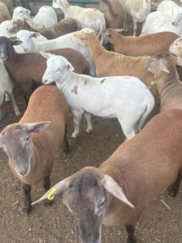 KATAHDIN YEARLING EWE OR EWE LAMB