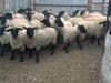SUFFOLK EWE LAMB