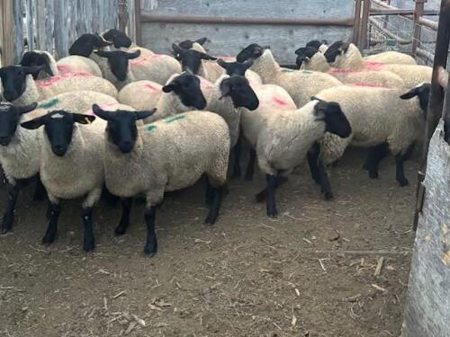 SUFFOLK EWE LAMB