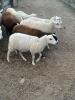 RIDEAU ARCOTT EWE LAMB