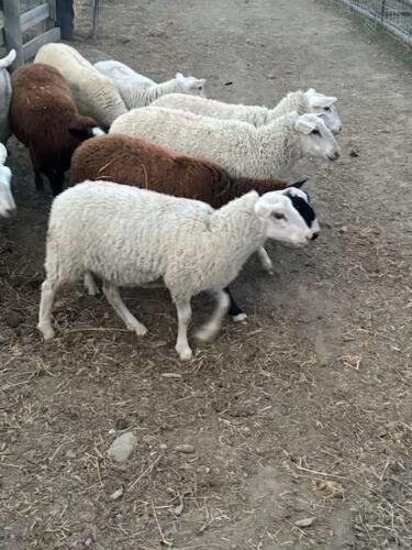RIDEAU ARCOTT EWE LAMB