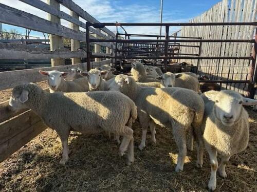 DORSET/EAST FRIESEN CROSS YEARLING EWE LAMBS