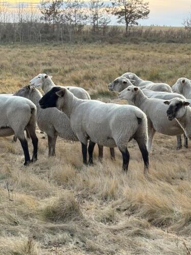 BRED EWE