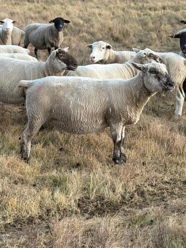 BRED EWE