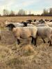 BRED EWE - 5