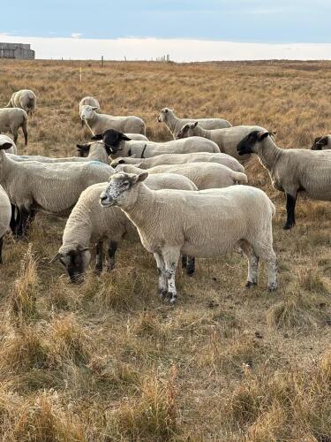 BRED EWE