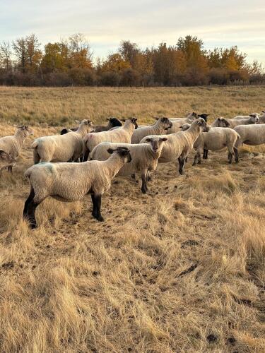 BRED EWE