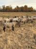 BRED EWE - 2