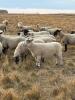 BRED EWE - 4