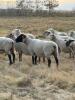 BRED EWE - 6