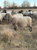 BRED EWE - 6