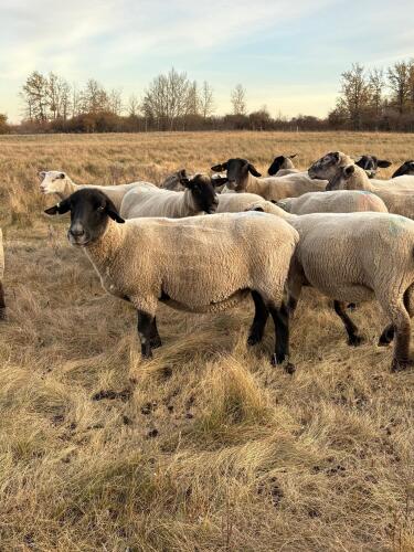 BRED EWE