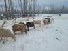 BRED EWE - 6