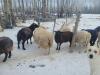 BRED EWE - 2