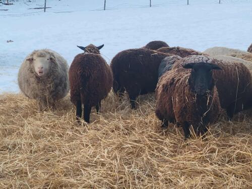 BRED EWE