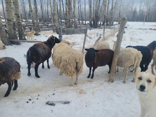 BRED EWE