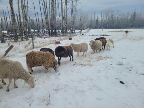 BRED EWE