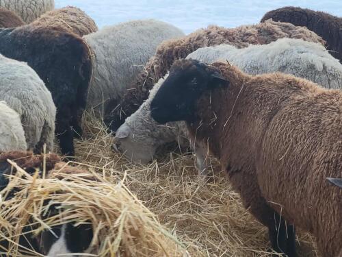 BRED EWE