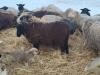 BRED EWE - 2