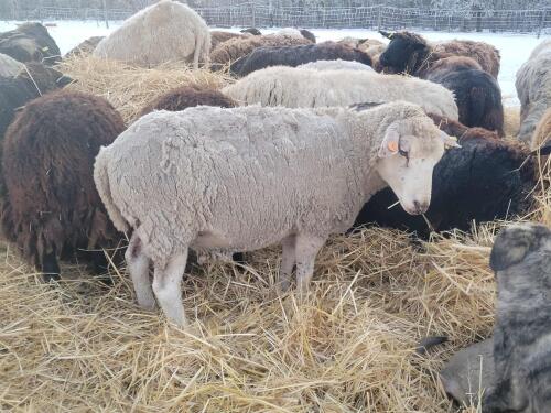 BRED EWE