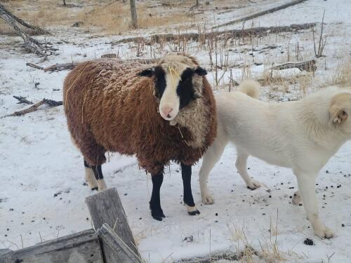 BRED EWE