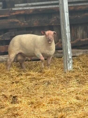 CHAROLAIS RAM FOR REFERENCE - NOT SELLING