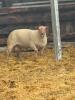 CHAROLAIS RAM FOR REFERENCE - NOT SELLING