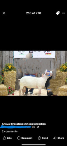 SUFFOLK RAM FOR REFERENCE - NOT SELLING