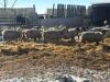 BRED EWE - 4