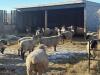 BRED EWE - 2