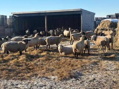 BRED EWE