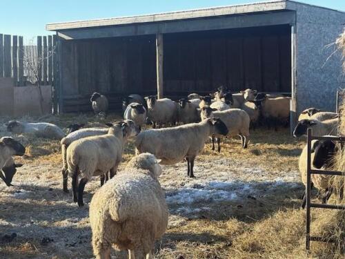 BRED EWE