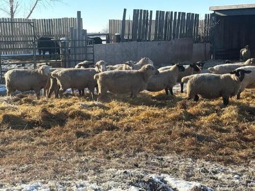 BRED EWE
