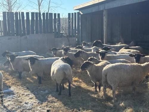 BRED EWE