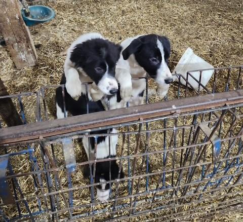 BORDER COLLIE PUP OUT OF WORKING PARENTS