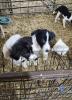 BORDER COLLIE PUP OUT OF WORKING PARENTS - 2