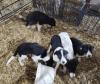 BORDER COLLIE PUP OUT OF WORKING PARENTS - 7
