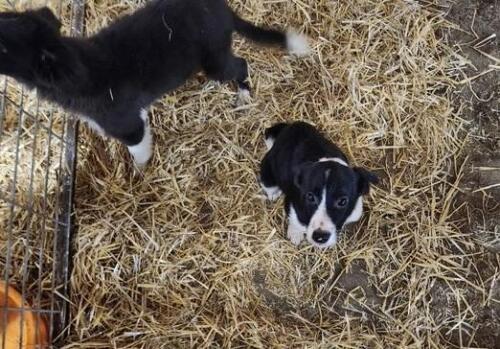 BORDER COLLIE PUP OUT OF WORKING PARENTS