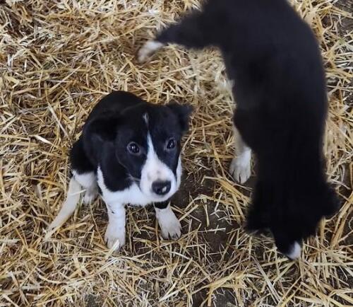 BORDER COLLIE PUP OUT OF WORKING PARENTS