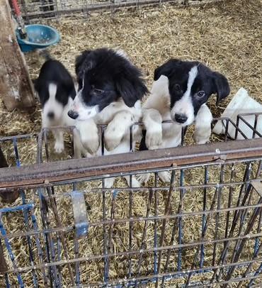 BORDER COLLIE PUP OUT OF WORKING PARENTS