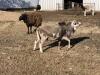 BRED EWE