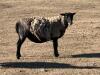 BRED EWE - 5